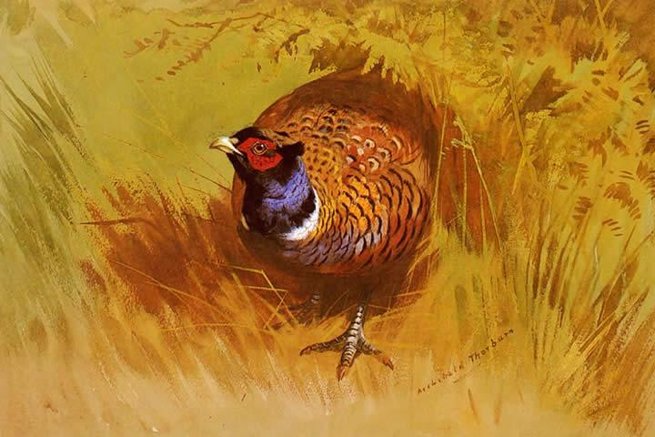 Archibald Thorburn A Cock Pheasant